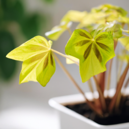 Indoor Plants Nursery