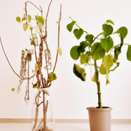 Indoor Plants Real vs Fake