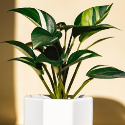 Indoor Plants Real vs Fake