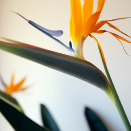 Indoor Plants Similar to Bird of Paradise