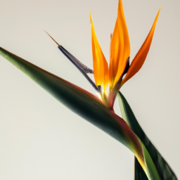 Indoor Plants Similar to Bird of Paradise