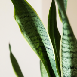 Indoor Plants Similar to Snake Plant