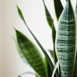 Indoor Plants Similar to Snake Plant