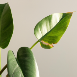 Indoor Plants Who Like Shade