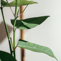 Indoor Plants Who Like Shade