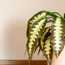 Indoor Plants to Clean Air