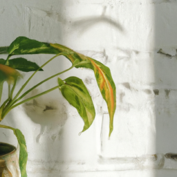 What Indoor Plant Likes Shade