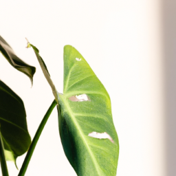 What Indoor Plant Likes Shade