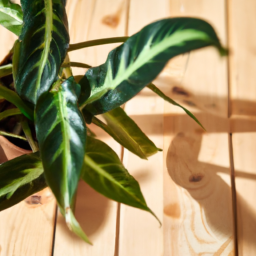 What Indoor Plants Do Well in Shade
