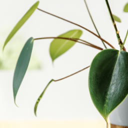 What Indoor Plants Do Well in Shade