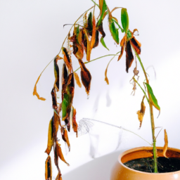 When Indoor Plants Turn Yellow