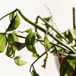 When Indoor Plants Turn Yellow