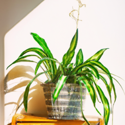 Where to By Indoor Plants