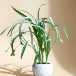 Where to By Indoor Plants