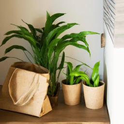 Where to Store Indoor Plants
