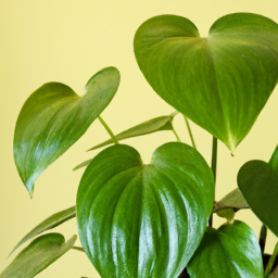 different types of house plants