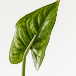 different types of house plants