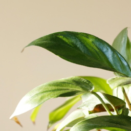 different types of indoor plants