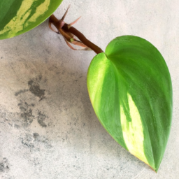 different types of money plants