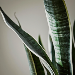 different types of snake plants