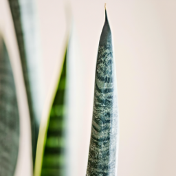 different types of snake plants