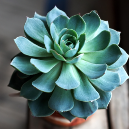 indoor succulent plants names