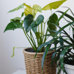kinds of house plants