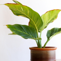 kinds of house plants