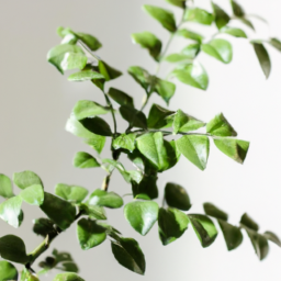 names of indoor plant