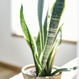 snake plant soil type