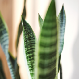 snake plant soil type