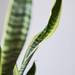snake plant varieties