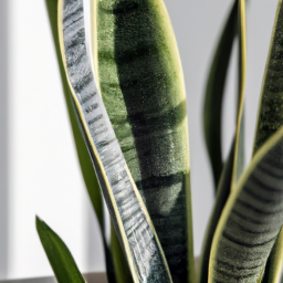 snake plant varieties