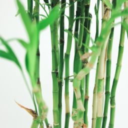 types of bamboo house plants