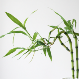 types of bamboo house plants