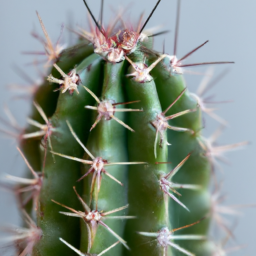 types of cactus house plants