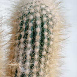 types of cactus house plants