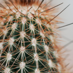 types of cactus indoor