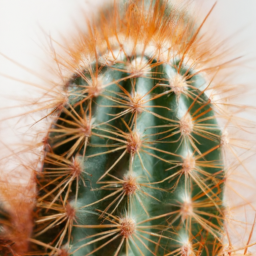 types of cactus indoor