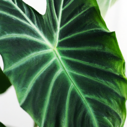types of elephant ear plants indoor