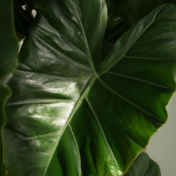 types of elephant ear plants indoor