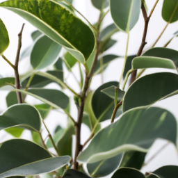 types of ficus indoor