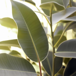 types of ficus indoor