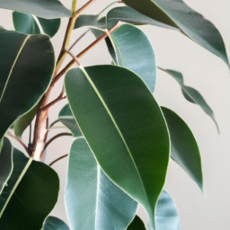 Types Of Ficus Plants Indoor? – Bring nature indoors with these ficus ...