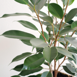 types of ficus plants indoor