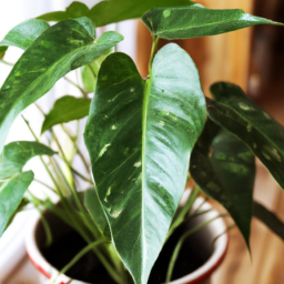 types of house plants