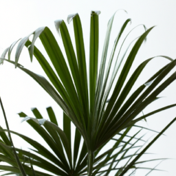types of indoor palm plants
