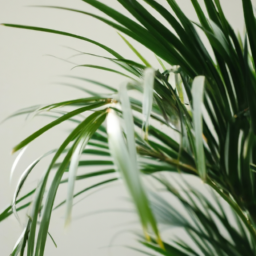 types of indoor palm plants
