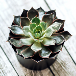 types of indoor succulents