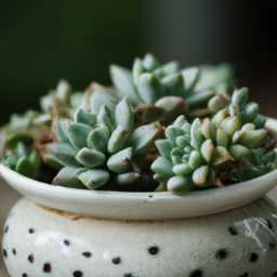 types of indoor succulents